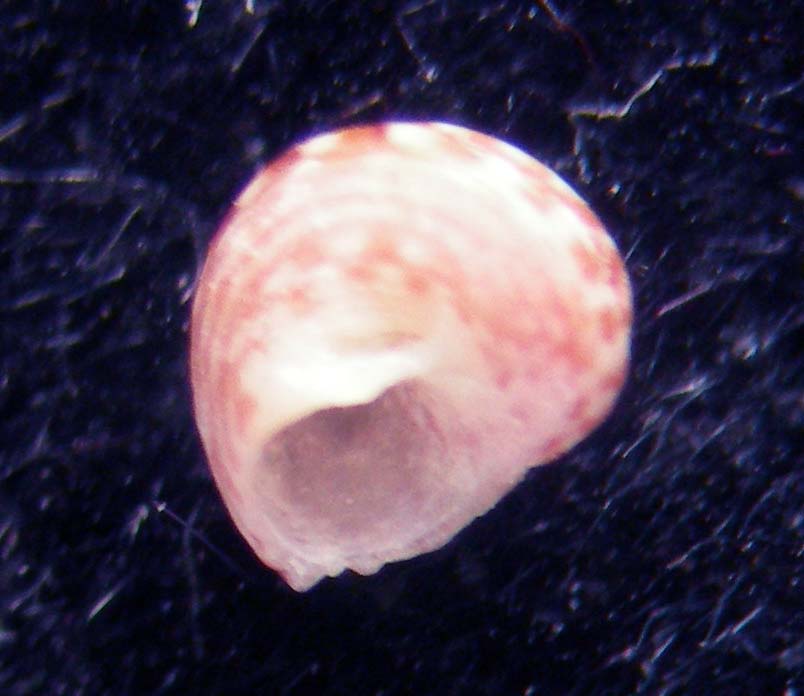 gibbula